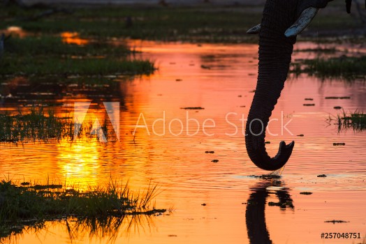 Picture of Close-up of an elephant drinking water with trunk in beautiful sunset colours at Khwai river Botswana Africa